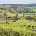 Aging Pines in the Badlands of North Dakota 