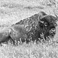 Bull Bison at Rest  black and white 