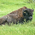 Bull Bison at Rest 