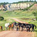 Equine Welcome to the North Dakota Badlands 