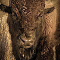 Moody Bison in the Badlands