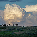 Storm on the Horizon and the Bison Graze