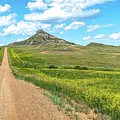 Yellow Clover and Gravel Road on Custer's Trail in the North Dakota Badlands 